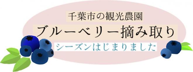 ブルーベリーの季節がやってきました
