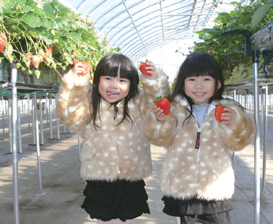 ドラゴンファーム