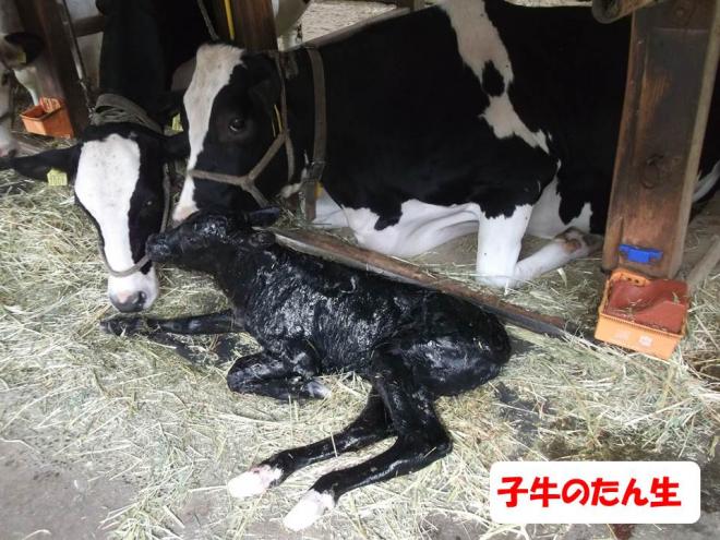 子牛誕生