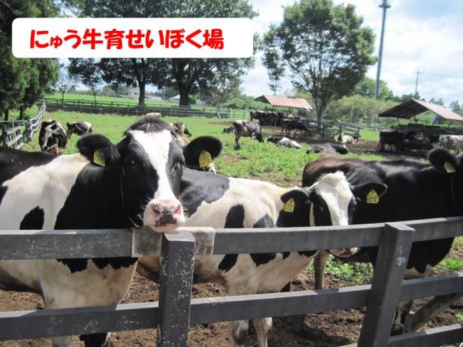 乳牛育成牧場