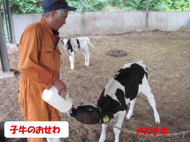 子牛のお世話