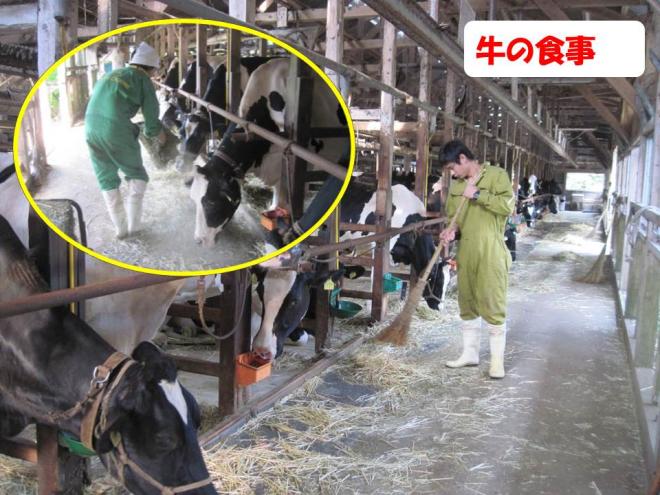 牛の食事