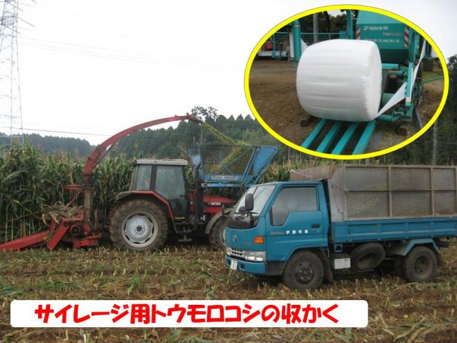 モロコシ収穫