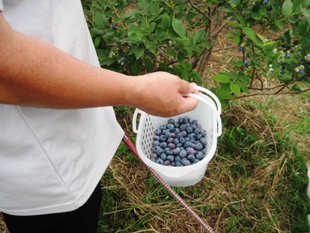 ブルーベリーの写真