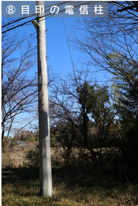 8ケヤキの巨木の目印の電信柱