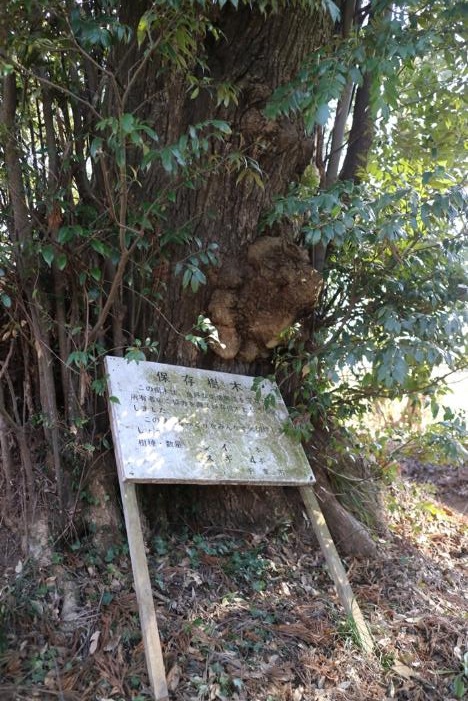 13八幡神社の保存樹木