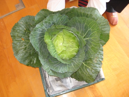 キャベツ出張授業