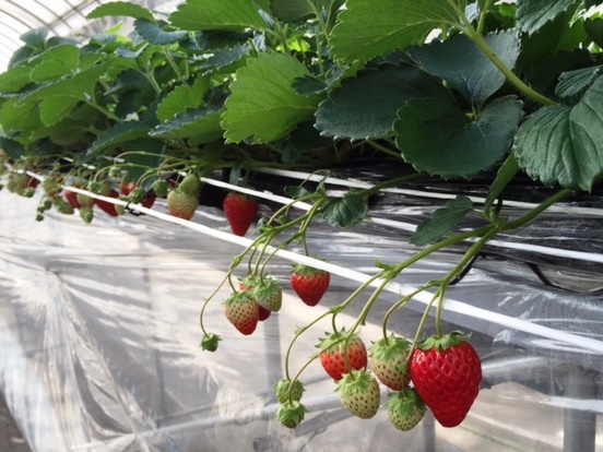 いちご観光農園1
