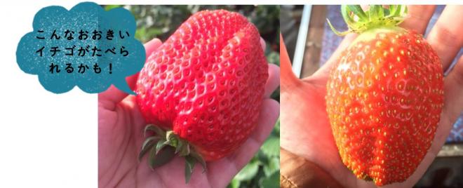 おおきいイチゴ