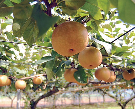 ペアーフォレスト