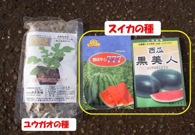 千葉市 生産者出張授業資料 スイカ