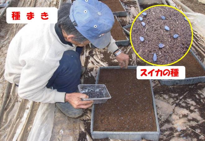 スイカたねまき