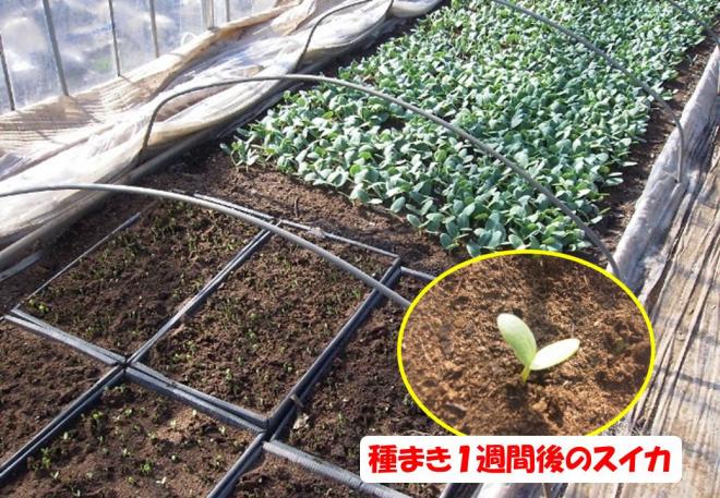 スイカ発芽
