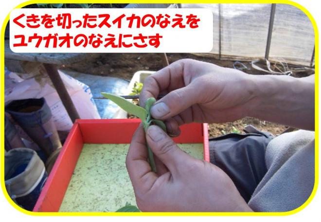 スイカ接ぎ木3