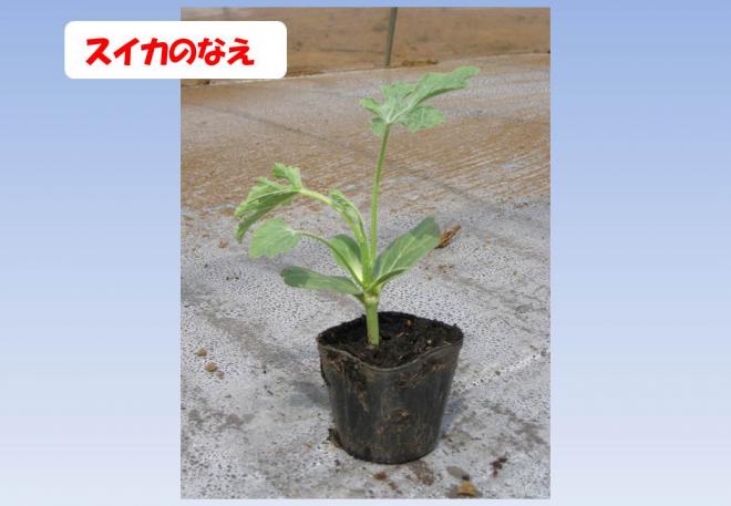 スイカ苗