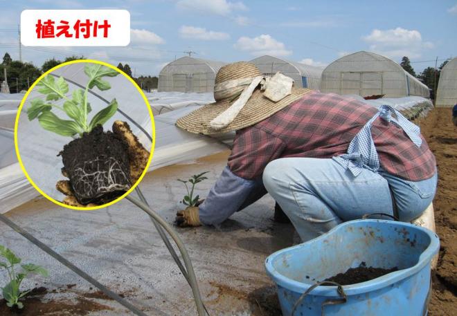 スイカ植え付け