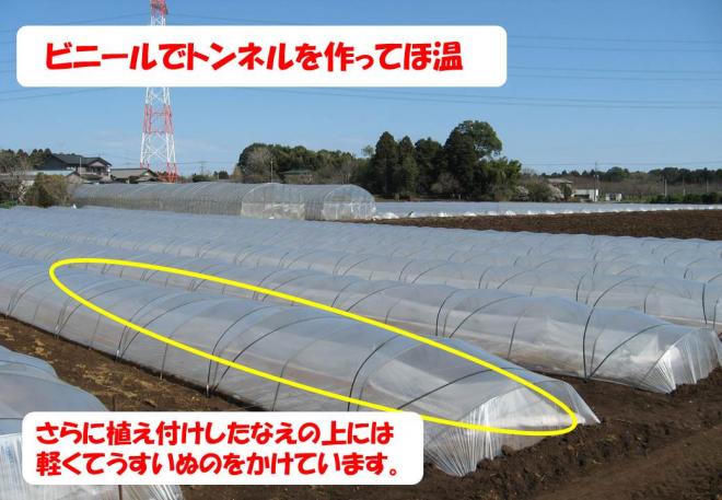 スイカトンネル