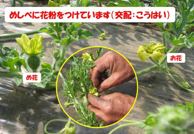 スイカ交配ズーム