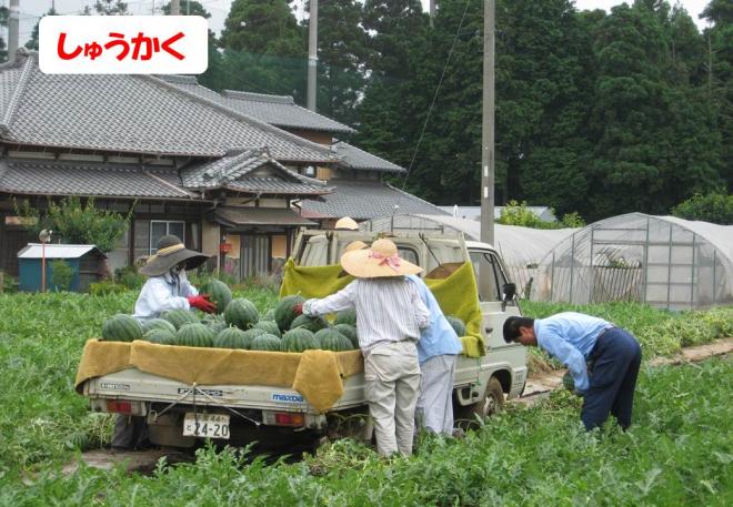 スイカ収穫