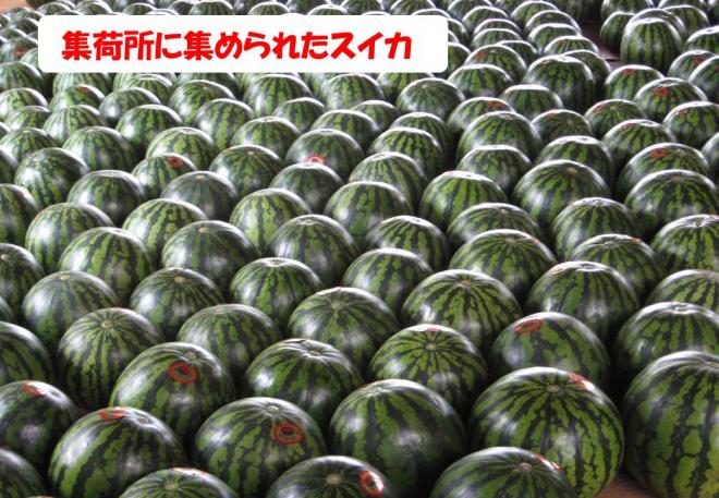 千葉市 生産者出張授業資料 スイカ