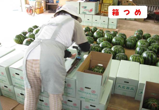 千葉市 生産者出張授業資料 スイカ