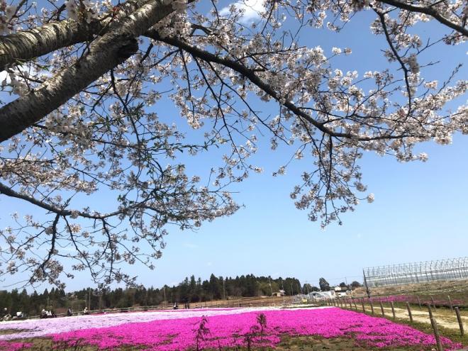 富田の芝桜