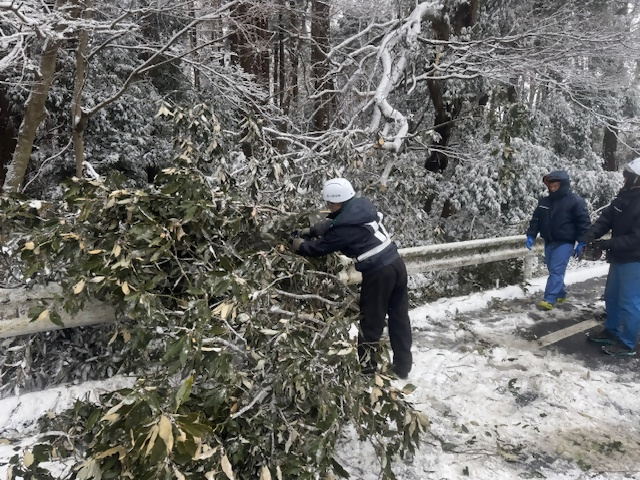 生実本納2：倒木処理