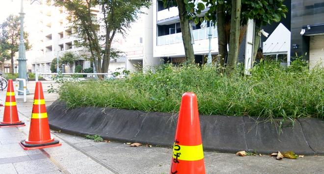 鎌取駅前花壇クラブ02