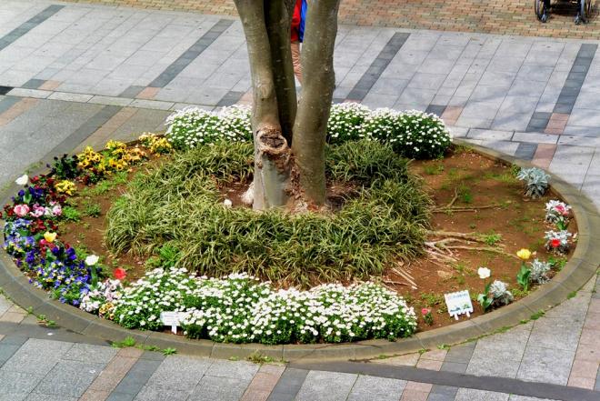 鎌取駅前花壇クラブ09