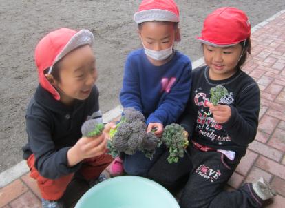 ブロッコリーもぎ