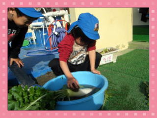 大根を洗う写真