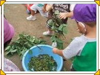 枝豆の収穫の写真