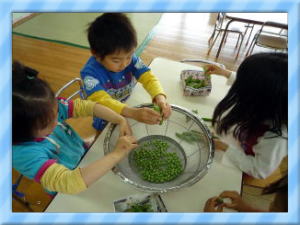 グリンピースの皮むきの写真