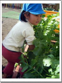 大根を抜いてる写真