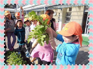 大根の収穫の写真