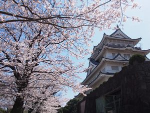博物館脇の桜