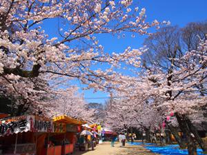 亥鼻公園の桜