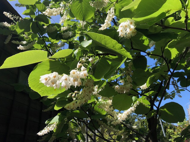 白雲木花