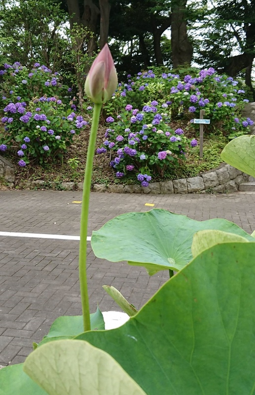 オオガハスのつぼみ