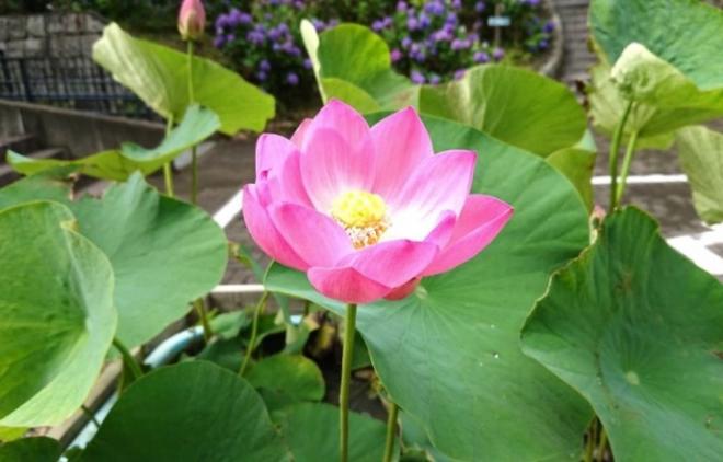 開花したオオガハス