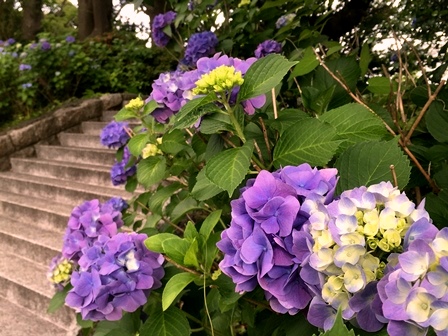 20180605_あじさい