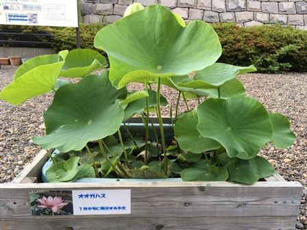 20180605_大賀ハス