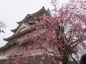 しだれ桜