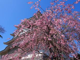 しだれ桜