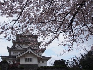 桜とお城