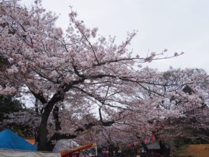 亥鼻公園の桜