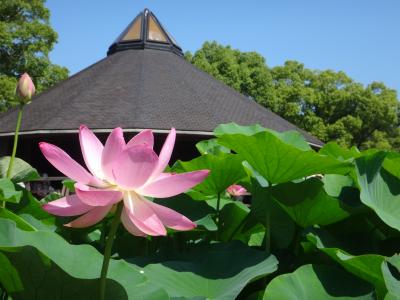 蓮華亭とオオガハス