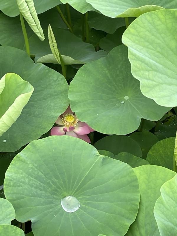 オオガハス１輪目