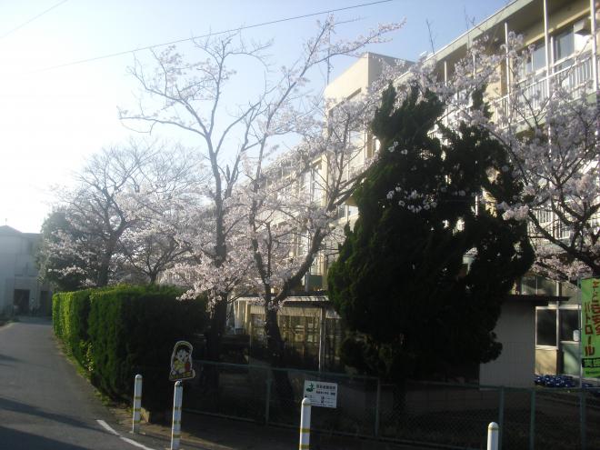 校長挨拶桜写真