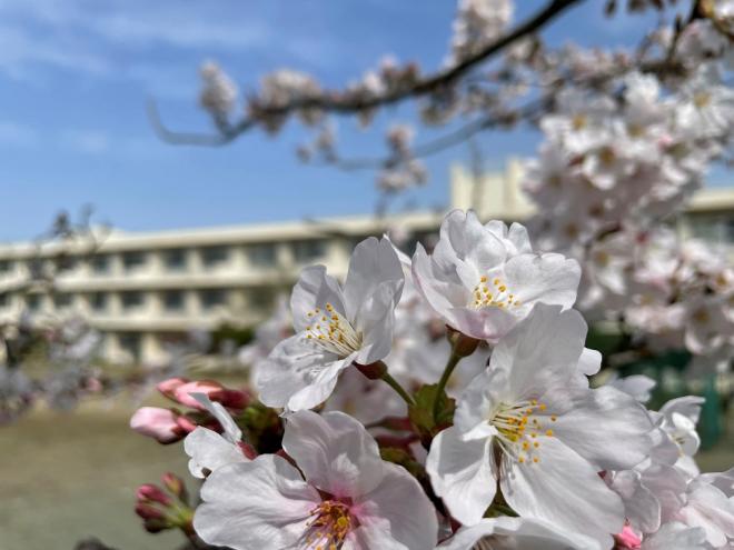 桜と校舎